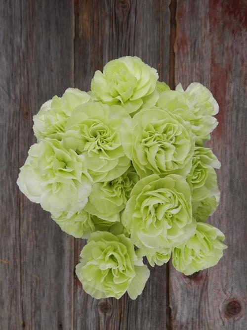 NATURAL GREEN MINI CARNATIONS